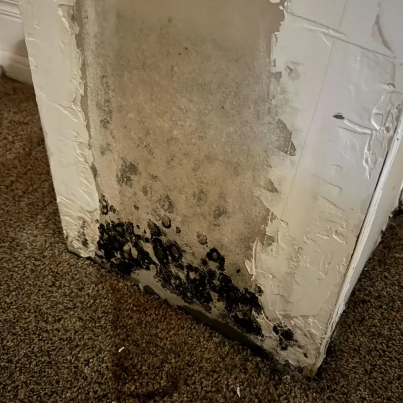 Professional Mold Removal in Le Grand, CA